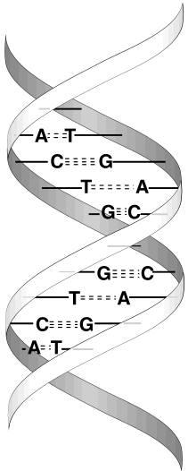 The double-helical structure of DNA, with base A pairing with base T, and base G pairing with base C. This figure was kindly prepared for the book by  Richard R. Sinden