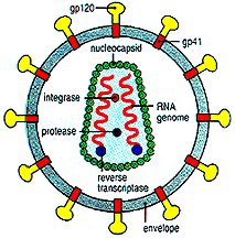 Model of Human Immunodeficiency Virus 1