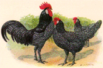 Andalusian fowl 