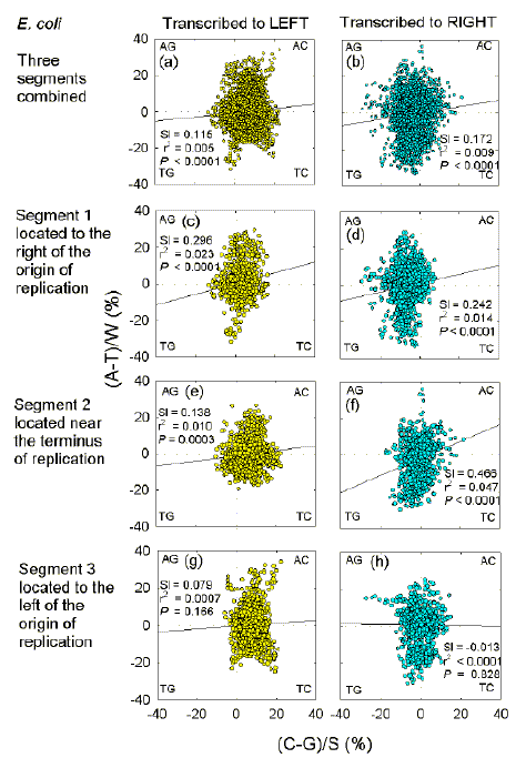 Quadrant analysis of leftward and rightward transcribed E. coli genes