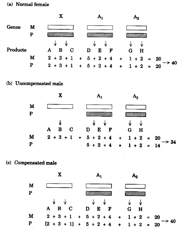 collect3.gif (28808 bytes)