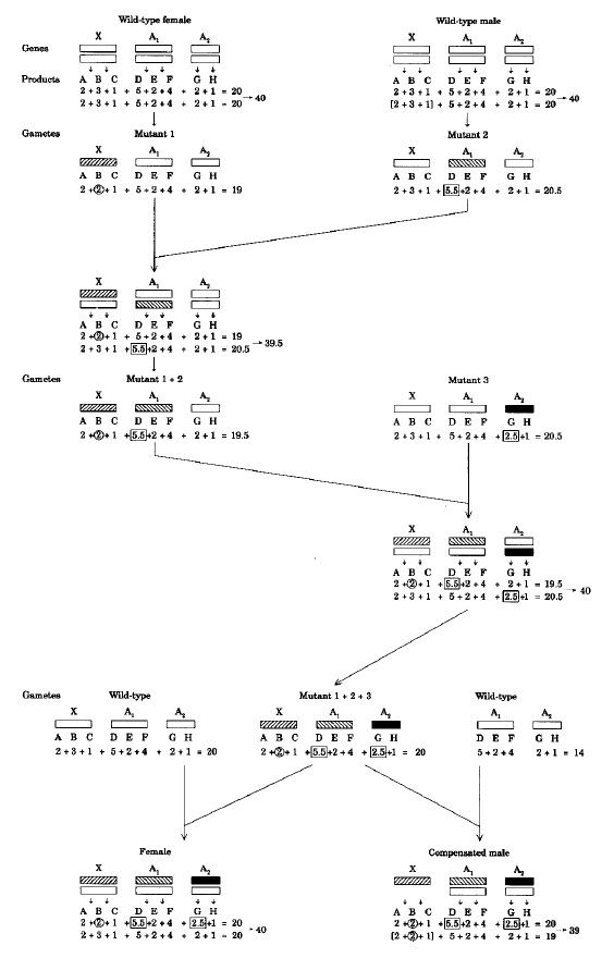 collect4.gif (43349 bytes)