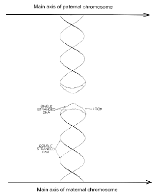 Diagram showing Crick's unpairing postulate. Modified from the figure in his Nature paper.