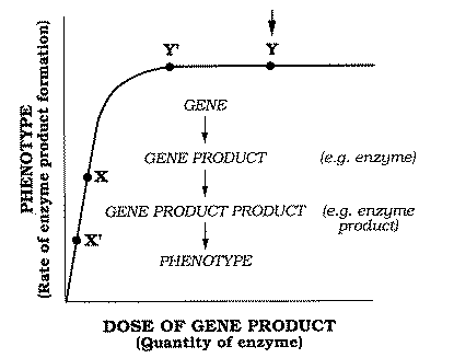phenotype as function of dose of gene product