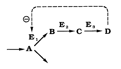 metabolic pathway with feed-back inhibition by the end product