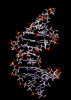 Classical double-helical form of DNA