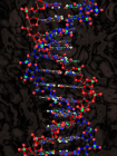 Double helical structure of DNA (Watson & Crick 1953)