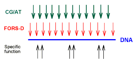 diagram showing conflicting pressures on DNA