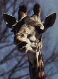 For more giraffes see web-page on peer review