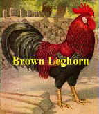 Brown Leghorn