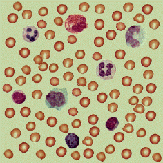 Circulating blood cells, showing many small red erythrocytes, lymphocytes at the bottom, and various types of phagocytic cells at top.