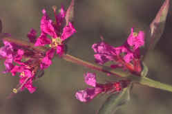 Lythrum salicaria (Purple loosestrife)