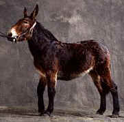 mule, the vigorous, but sterile, product of a cross between horse and ass