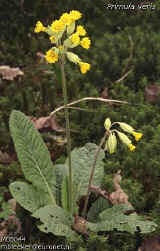 Primula veris (cowslip)
