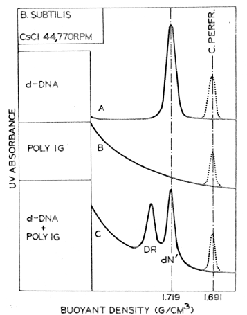 Separation of nucleic acid molecules on the basis of density differences