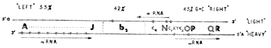 Prescient diagram illustrating "Szybalski's transcription direction rule".