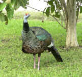 Wild turkey cock. Belize