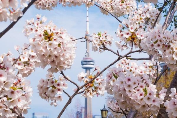 Cherry blossom tree in Toronto