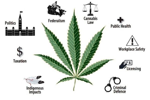 Marijuana infographic 