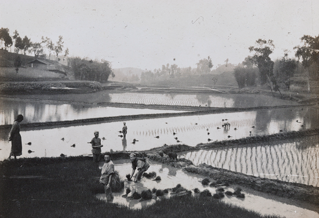 Farmers transplanting rice. Photograph by Oliver Hulme. Historical Photographs of China, University of Bristol Library (OH02-22)
