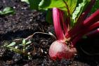 A beet is growing in the Employee Community Garden