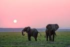 Two elephants in front of a sunset