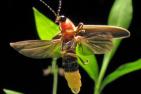 [Photo of a firefly by Terry Priest/frfly.com]
