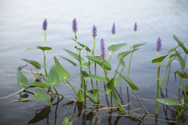 purple plants in the water
