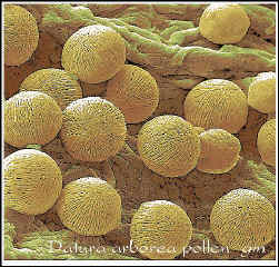 A modern electron micrograph of the pollen grains of Datura arborea