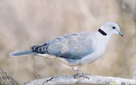 Ring dove Turtur risorius