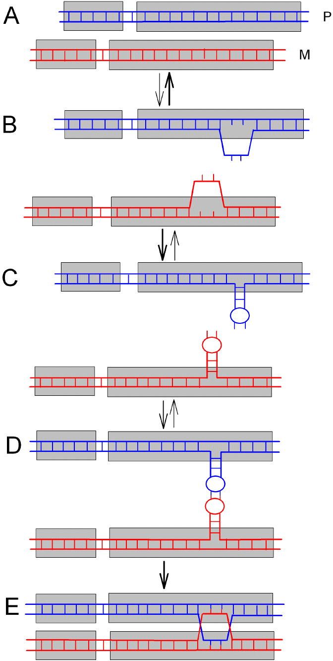Homology recognition between DNA duplexes