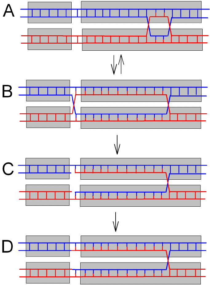 Strand breakage at genic boundaries