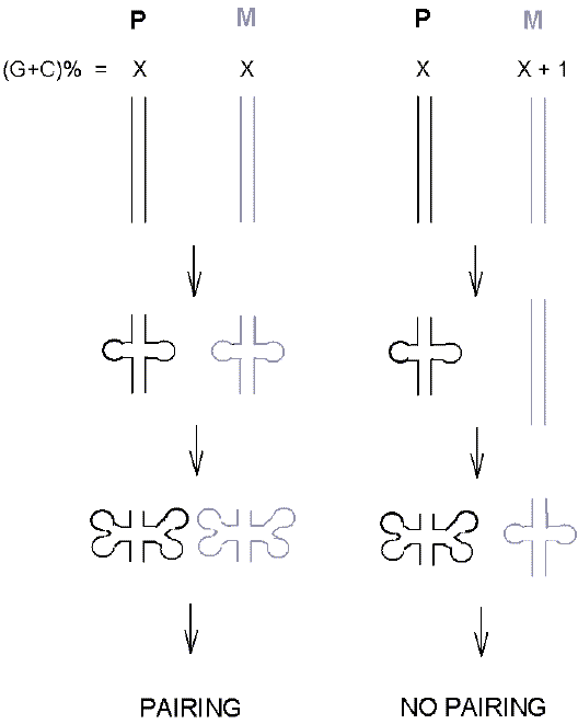 Difference between within-species and attempted between-species meiosis