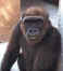 ape01.jpg (1307 bytes)