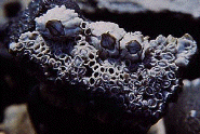 barnacles attached to a rock
