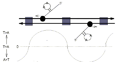 bithor03.tif (2107122 bytes)