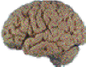 brain.gif (2672 bytes)