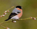 American bullfinch