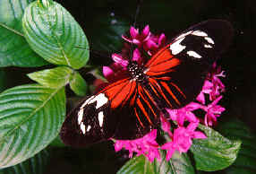 heliconidae species. Courtesy of William T.Hark, M.D.(93672 bytes)