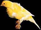 Dutch frill canary