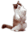 CAT01.GIF (5026 bytes)