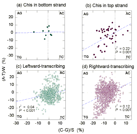 Quadrant analysis of Chargaff differences in E. coli.