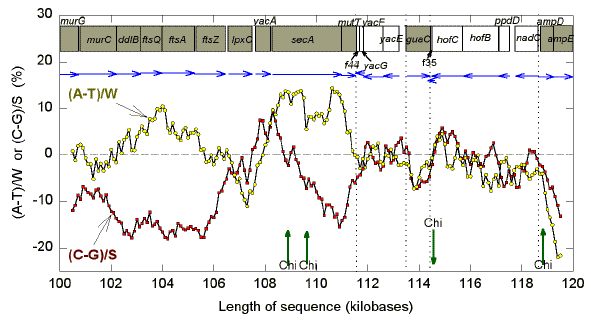 Details of Chargaff differences in a 20 kb segment of E. coli.