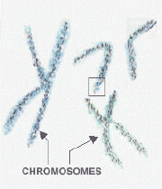 chromos1.gif (18857 bytes)