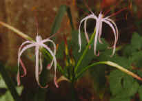 crinum02.jpg (1131508 bytes)