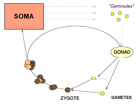 Independence of soma and germ line. The cycle of life