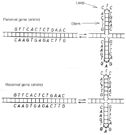 Base pairing interactions between tips of extruded stem-loops (adapted from Gierer's Nature paper) 
