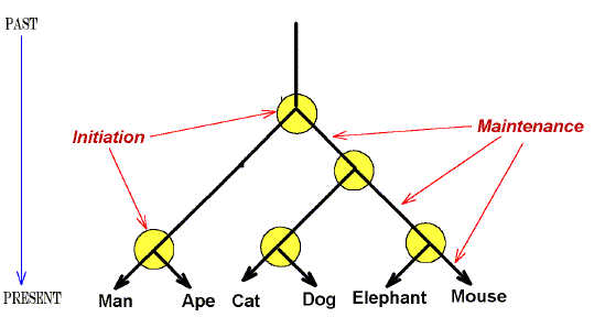 Hypothetical evolutionary tree. Note that although two species might appear anatomically disparate, they might be quite close genotypically.