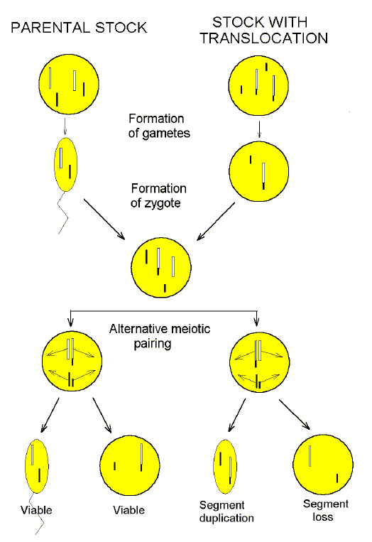 A mechanism for chromosomal speciation proposed by Addison Gulick in 1932.