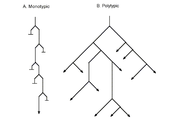 Monotypic (unbranching), and polytypic (branching) patterns of evolution. Darwin's theory was one of monotypic evolution.